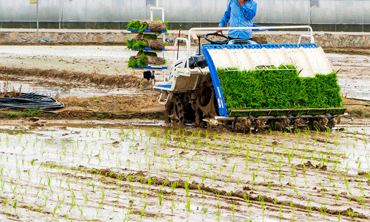 Sortie d'une transplanteuse de riz intelligente